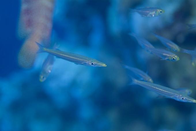 Fiatalkori Barracuda (Sphyraena Sp.). Található egy sűrű Yellow Sweeper iskolában, amely a Redmouth Grouper védelmét használja, amíg növekvő méretük el nem adta álcázásukat. vörös tenger