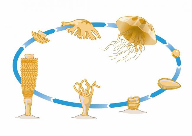 Medúza életciklusa