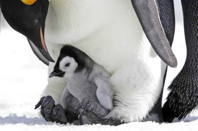 Csapat pingvin csirke apa lábán.
