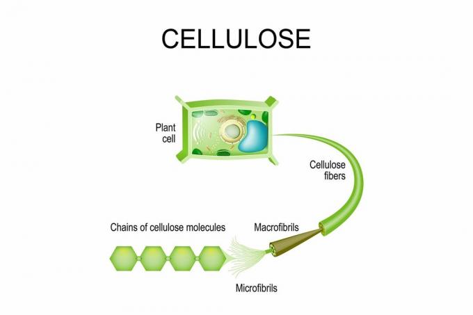 Cellulóz növényekben