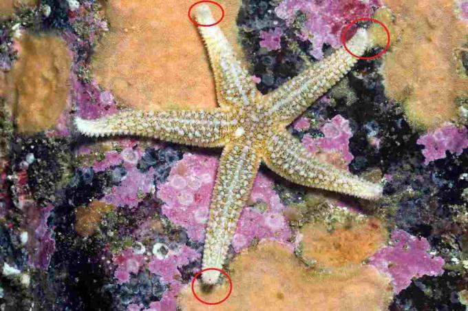 Közös tengeri csillag, szemfoltok megjelenítése / Paul Kay, Getty Images