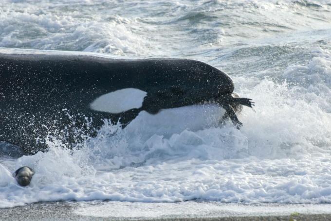 Gyilkos bálna (Orcinus orca) fiatal déli tengeri oroszlánnal (Otaria flavescens) a szájban, Patagonia, Argentína, Atlanti-óceán