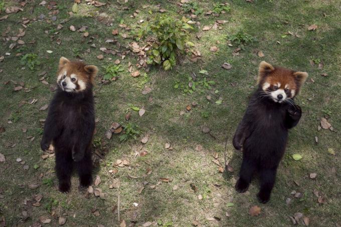 A hátsó lábain álló és karjait meghosszabbító vörös panda aranyosnak tűnhet, de valójában fenyegető viselkedés.