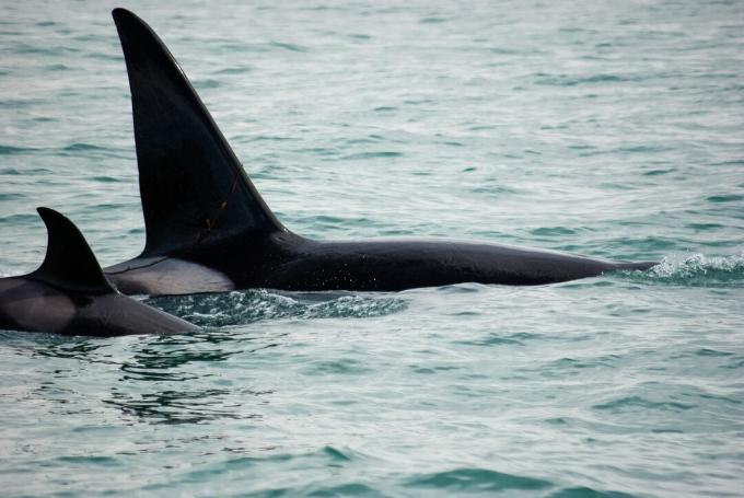 Férfi és női orcas