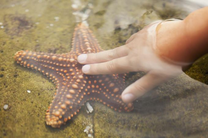 Egy gyermek keze megérintette a tengeri csillagot
