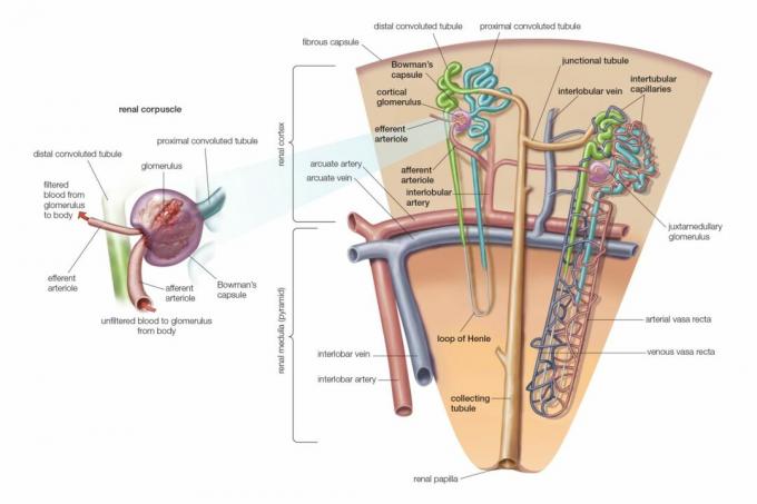 Vese Nephron