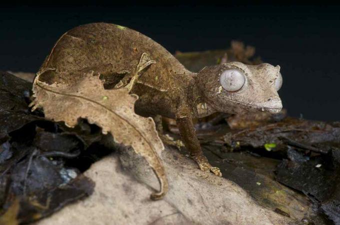 A sátáni levélfarkú gekkó látványos, álcázott, gyíkfaj, amely madagaszkári utolsó fennmaradó hegyvidéki esőerdőkben járványos