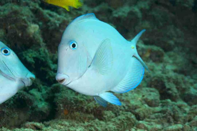 Atlanti kék tang (Acanthurus coeruleus)