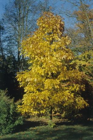 Shagbark hickory fa