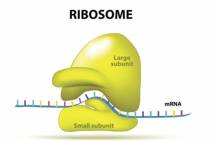 A riboszóma