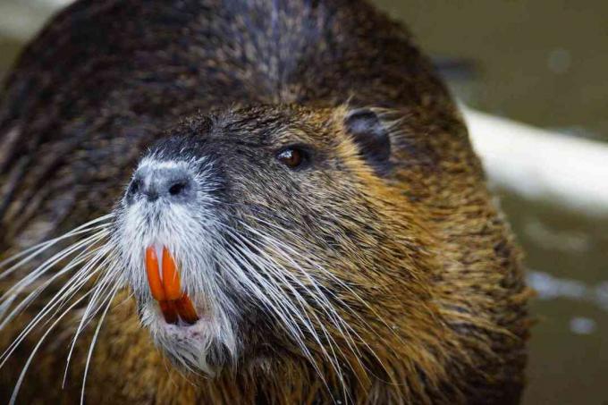 Nutria közelről