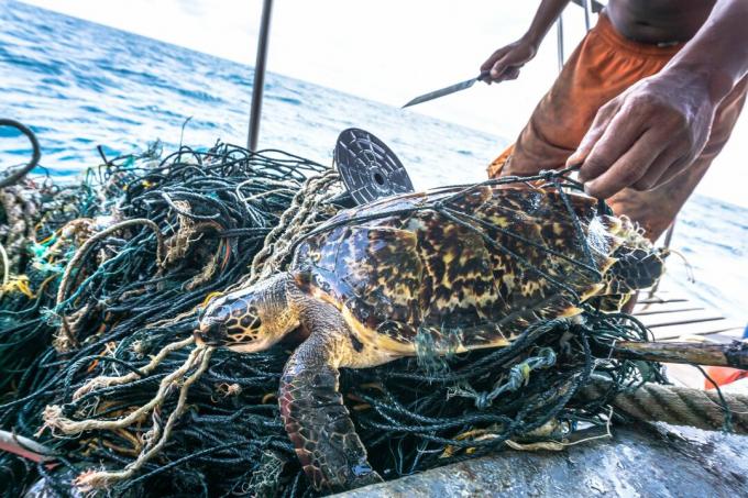 A késsel megmentő ember a kritikusan veszélyeztetett Hawksbill tengeri teknős kusza elkísérte a Ghost Net-t