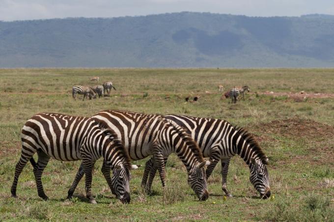 Három zebra (Equus quagga), Tanzánia, Kelet-Afrika