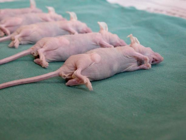 A meztelen egér patkányokkal ellentétben a meztelen egerek és más rágcsálók fogékonyak daganatokra.
