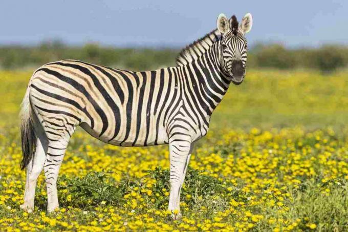 Burchell zebrái, Equus quagga burchelli, sárga virágos réten állva