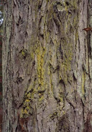 Shellbark Hickory kéreg: Carya laciniosa