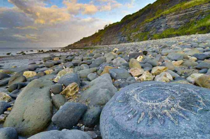 Egyesült Királyság, Anglia, Dorset, Lyme Regis, Monmouth Beach, Ammonite Burkolat, nagy ammótspossil