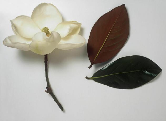 Magnolia grandiflora (Bika öböl) tiszta fehér