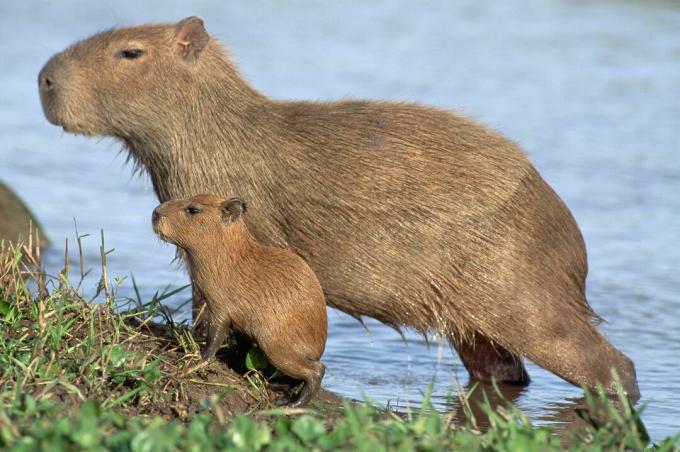 A Capybara fiatalok szüleik miniatűr változatai.