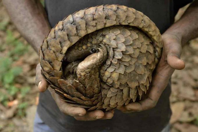 Az orvvadász kezében lévő Pangolin védekező helyzetébe gurult.