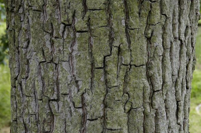 Carya tomentosa, Mockernut hickory, közelkép a kéreg