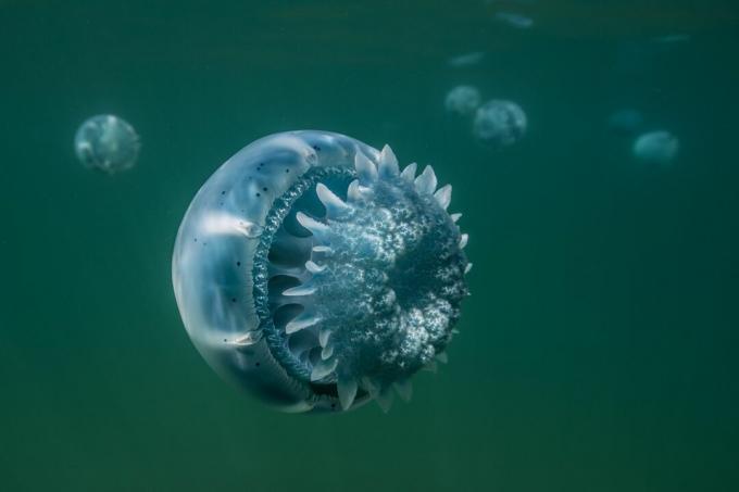 Ágyúgolyó medúza a kaliforniai Baja-ból