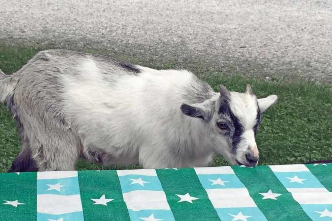 Pgymy Goat mintát terítőből készít