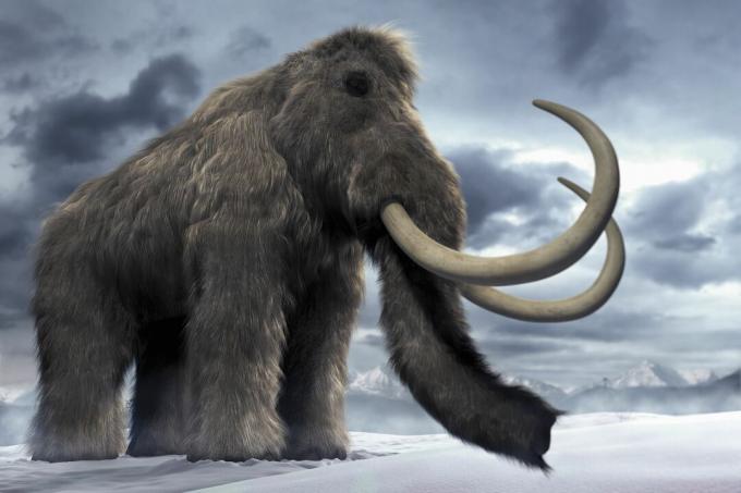 A gyapjas mamut (Mammuthus primigenius) vagy tundra mamut.