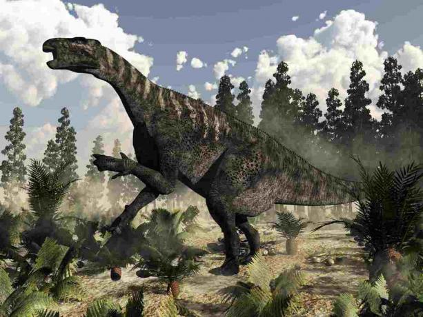 Iguanodon dinoszaurusz üvöltés, miközben páfrányok, cycas és wollemia növények veszik körül.