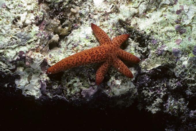 A tengeri csillag regenerálja az elveszett karokat, de gerinctelenek. A szalamandrák regenerálódnak, ráadásul gerinces állatok (mint az emberek).