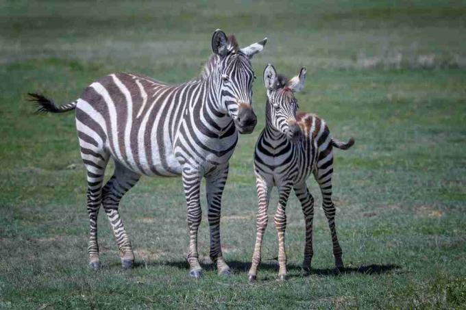 Zebra anya és baba Ngorongoro kráterben, Tanzániában, Kelet-Afrikában