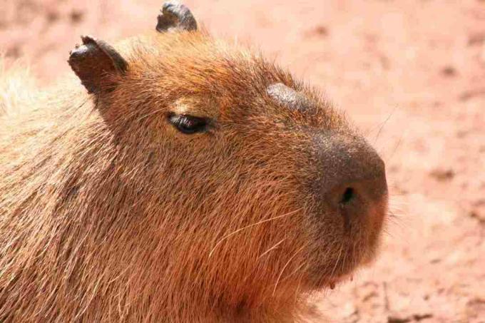 A morillo a capybara arcának megkülönböztető jegye.