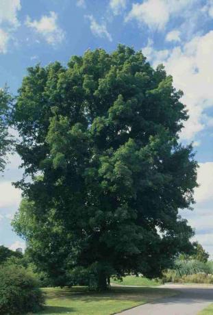 Carya cordiformis (Butternut hickory), zöld levélű fa az ösvény melletti parkban