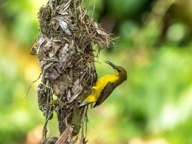 Női sunbird fészek és csibék