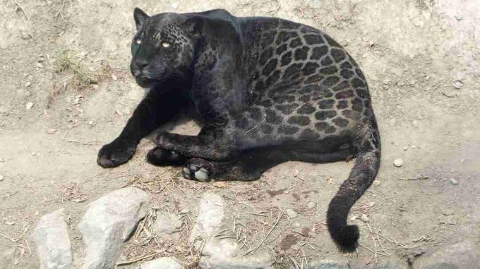 A fekete jaguárok természetesen előfordulnak a vad populációkban.