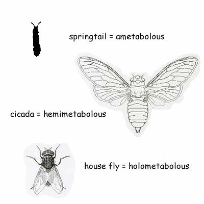 A rovarok egyik életszakaszból a másikba történő fizikai átalakulását metamorfózisnak nevezzük. A rovarok fokozatos metamorfózison, teljes metamorfózison, vagy egyáltalán nem fordulhatnak elő.