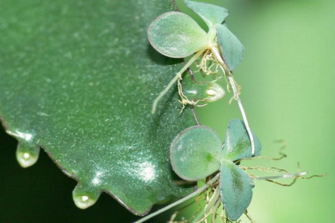 Kalanchoe - növények