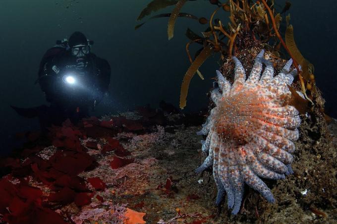 Diver és Sun Star, Crossaster sp., Monterey-öböl, Kalifornia, USA