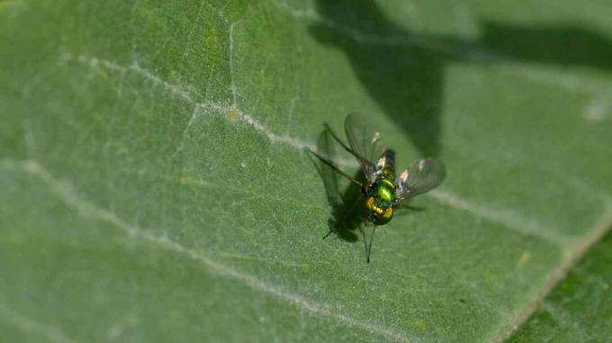 A levél a Diptera rend repül.