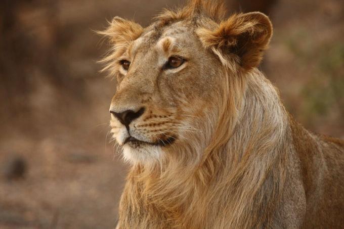 A hím ázsiai oroszlánoknál kevesebb sáv van, mint az afrikai oroszlánoknál.