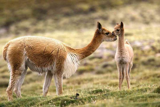 Guanaco és chulengo