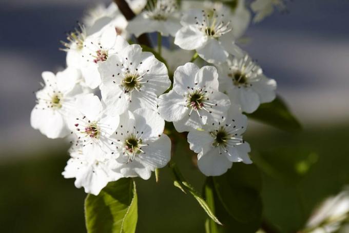 Közeli kép: Callery körtefa virág