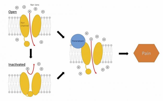 A poneratoxin hatása a nátrium csatornákon a fájdalom kiváltására.