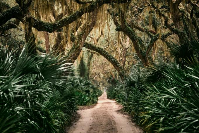 Cumberland Island Nemzeti Tengerpart