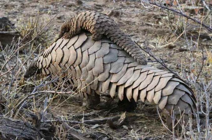 Egy női pangolin fiatalját a hátán viszi.