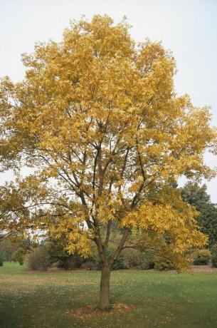 Carya Illinoensis (pekándió), fa sárga levelekkel a parkban