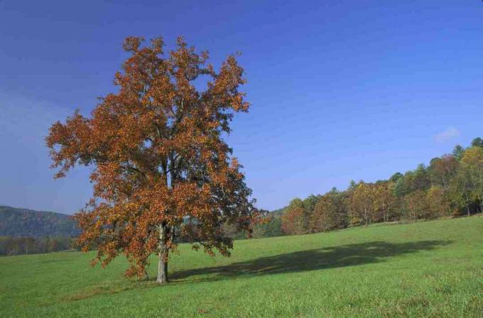 Pignut hickory fa