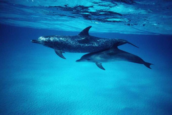 Atlanti foltos delfinek (Stenella frontalis) anya és borjú