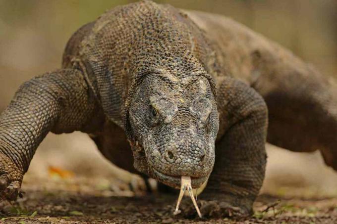 Komodo Dragon Portrait közelről - Komodo Island, Indonézia