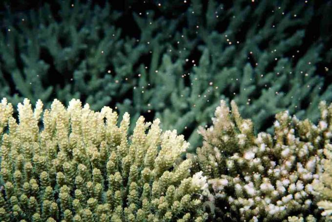 Holdvezérelt korall-ívás (Acropora sp.), Víz alatti nézet